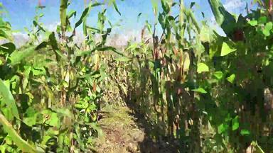 走玉米农场场农民观点稳定摄像头拍摄索尼稳定摄像头拍摄